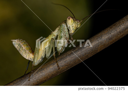 Acontistid Mantis Nymph Acontistid Mantis Nymph 94022375