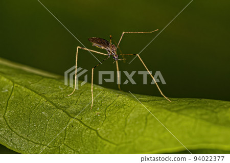Small Adult Nematoceran Fly Small Adult Nematoceran Fly 94022377