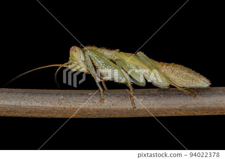 Acontistid Mantis Nymph Acontistid Mantis Nymph 94022378