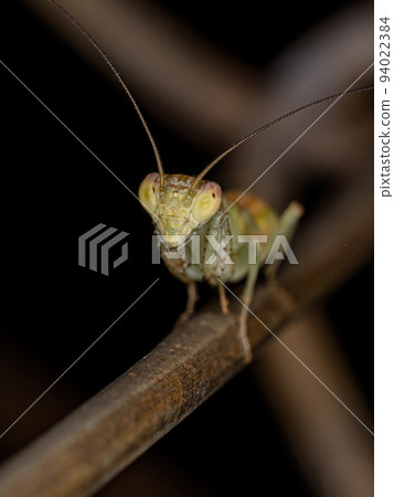Acontistid Mantis Nymph Acontistid Mantis Nymph 94022384