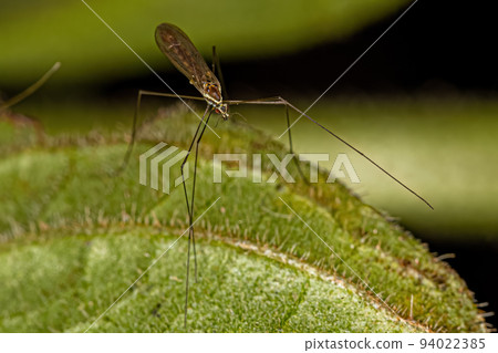 Limoniid Crane Fly 94022385