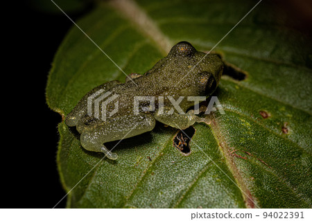Small Tree Frog 94022391