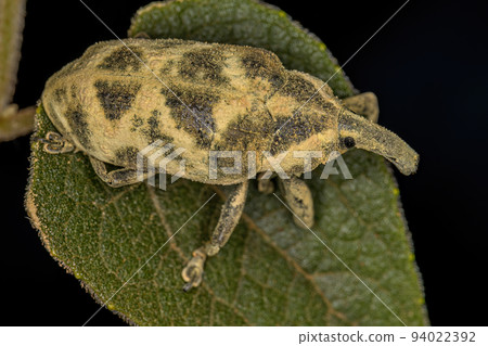 Adult True Weevil Adult True Weevil 94022392