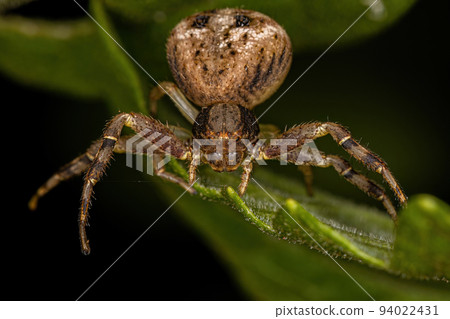 Small Female Crab Spider 94022431