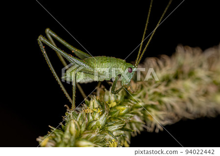 Leaf Katydid Nymph Leaf Katydid Nymph 94022442