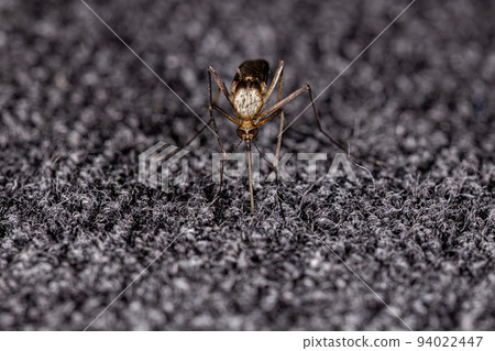 Adult Culicine Mosquito Adult Culicine Mosquito 94022447