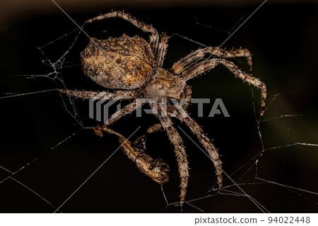 Small Orbweaver Spider 94022448