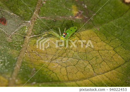Adult Male Translucent Green Jumping Spider Adult Male Translucent Green Jumping Spider 94022453