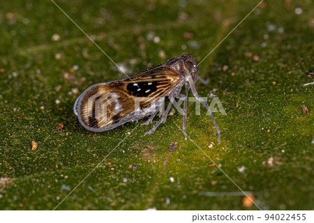 Adult Small Planthopper Insect Adult Small Planthopper Insect 94022455