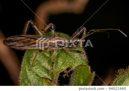 Adult Assassin Bug Adult Assassin Bug 94022460