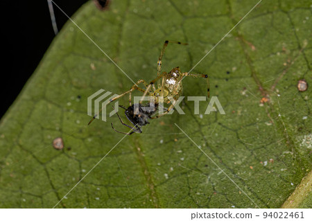 Small Mirror-ball Spider Small Mirror-ball Spider 94022461