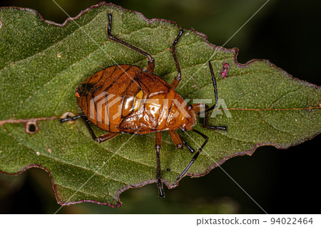 Bordered Plant Bug Nymph Bordered Plant Bug Nymph 94022464