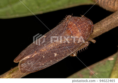 Small Typical Leafhopper Small Typical Leafhopper 94022465