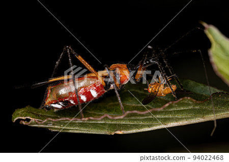 Adult Assassin Bug Adult Assassin Bug 94022468