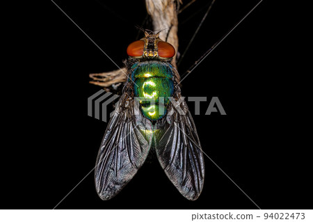 Adult Greenbottle Fly Adult Greenbottle Fly 94022473