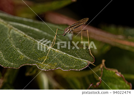 Small Adult Nematoceran Fly 94022474
