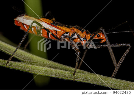 Adult Assassin Bug Adult Assassin Bug 94022480