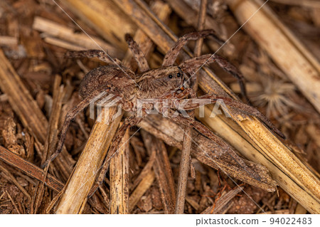 Small Wolf Spider Small Wolf Spider 94022483