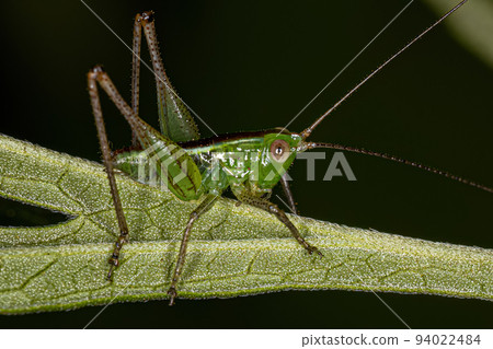 Leaf Katydid Nymph Leaf Katydid Nymph 94022484