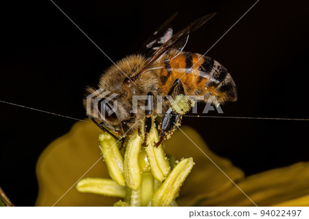 Adult Female Western Honey Bee 94022497