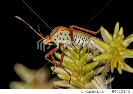 Adult Leaf-footed Bug Adult Leaf-footed Bug 94022500