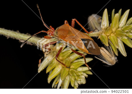 Adult Leaf-footed Bug 94022501