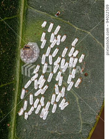White Mango Scale Insect White Mango Scale Insect 94022509