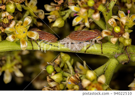 Adult Aetalionid Treehopper 94022510