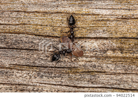 Adult Female Winged Cocktail Ants attacking an Adult Turtle Ant 94022514