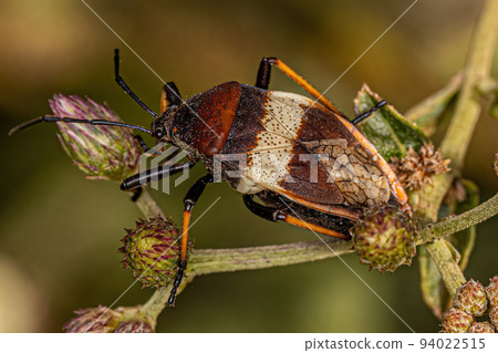Adult Bordered Plant Bug Adult Bordered Plant Bug 94022515
