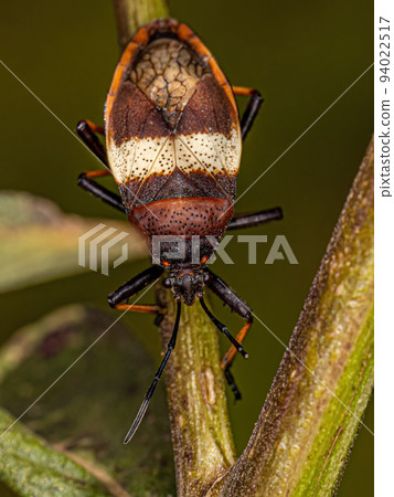 Adult Bordered Plant Bug Adult Bordered Plant Bug 94022517
