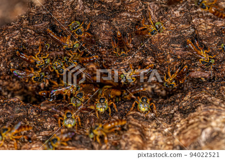 Adult stingless bee 94022521