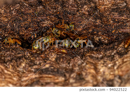 Adult stingless bee 94022522