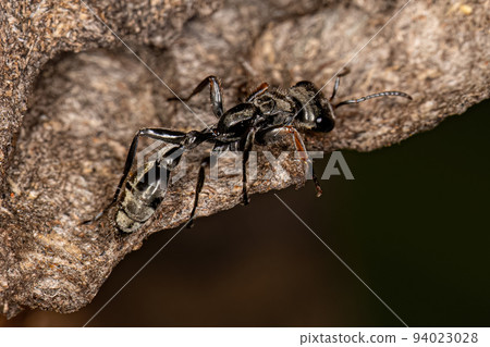 Adult Female Twig Ant Adult Female Twig Ant 94023028