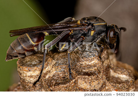Adult Long-waisted Paper Wasp 94023030