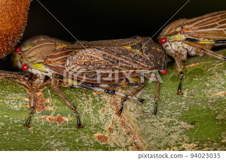 Adult Aetalionid Treehopper Adult Aetalionid Treehopper 94023035