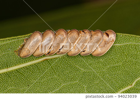 Leaf Katydid hatched Eggs Leaf Katydid hatched Eggs 94023039