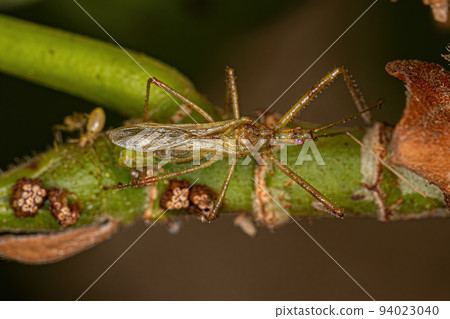 Adult Assassin Bug Adult Assassin Bug 94023040