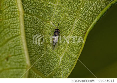 Adult Chalcidoid Wasp Adult Chalcidoid Wasp 94023041