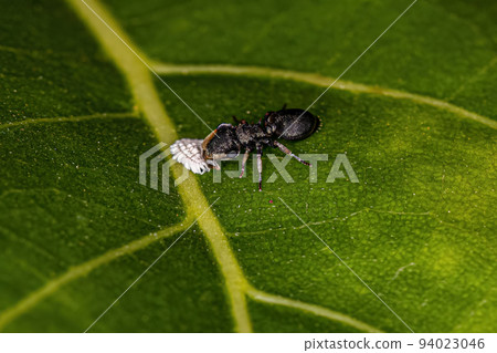 Adult Turtle Ant 94023046