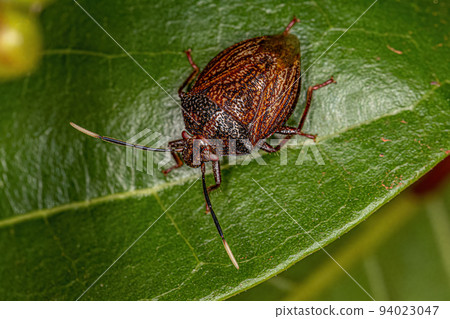 Adult Stink bug Adult Stink bug 94023047