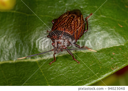 Adult Stink bug 94023048