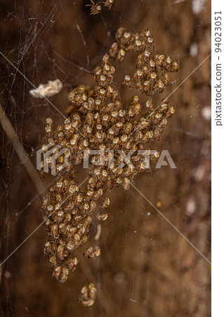 Silver Garden Orbweavers Silver Garden Orbweavers 94023051
