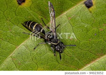Adult Long-waisted Honey Wasp Adult Long-waisted Honey Wasp 94023052