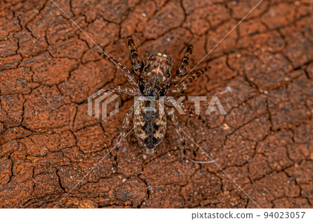 Adult Male Jumping Spider 94023057