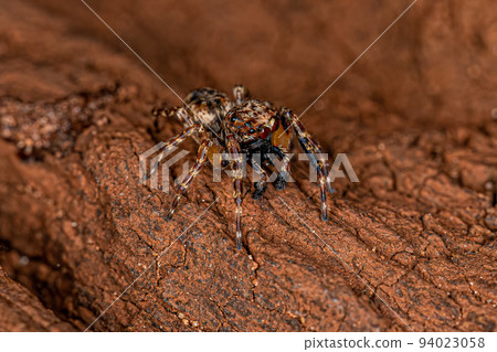 Adult Male Jumping Spider Adult Male Jumping Spider 94023058