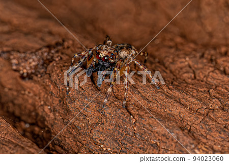 Adult Male Jumping Spider Adult Male Jumping Spider 94023060
