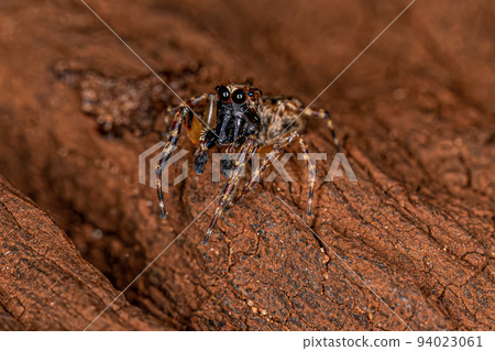 Adult Male Jumping Spider Adult Male Jumping Spider 94023061