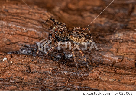 Adult Male Jumping Spider Adult Male Jumping Spider 94023065