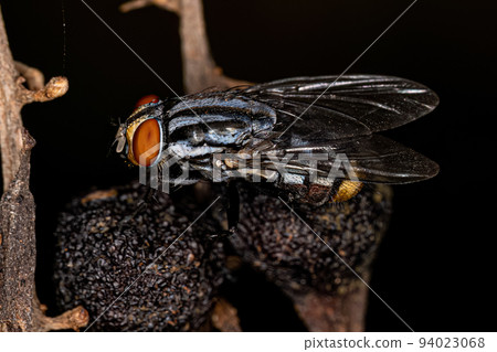 Adult Flesh Fly Adult Flesh Fly 94023068